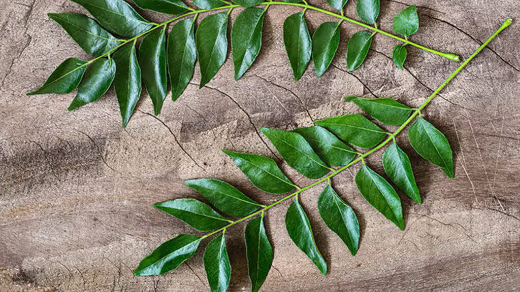 Curry Leaves for Weight Loss