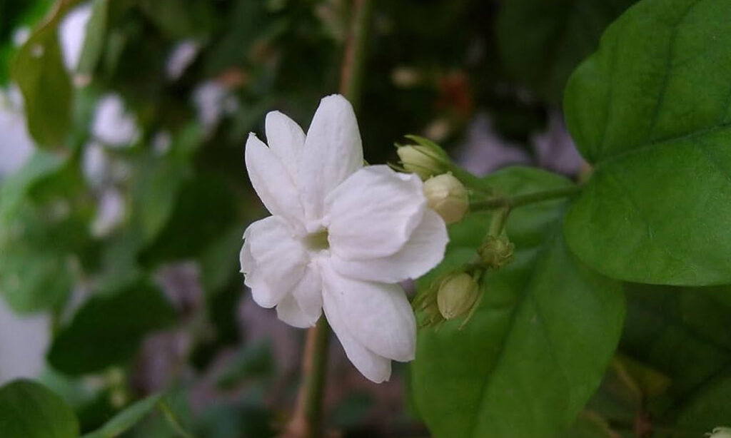 Gardening-Tips-1