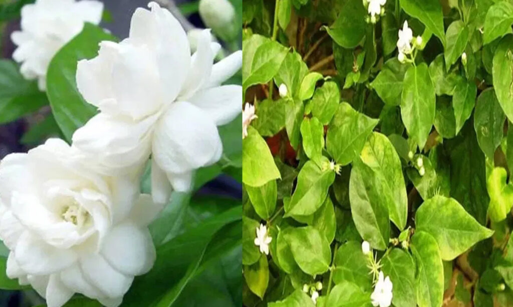 Gardening-Tips