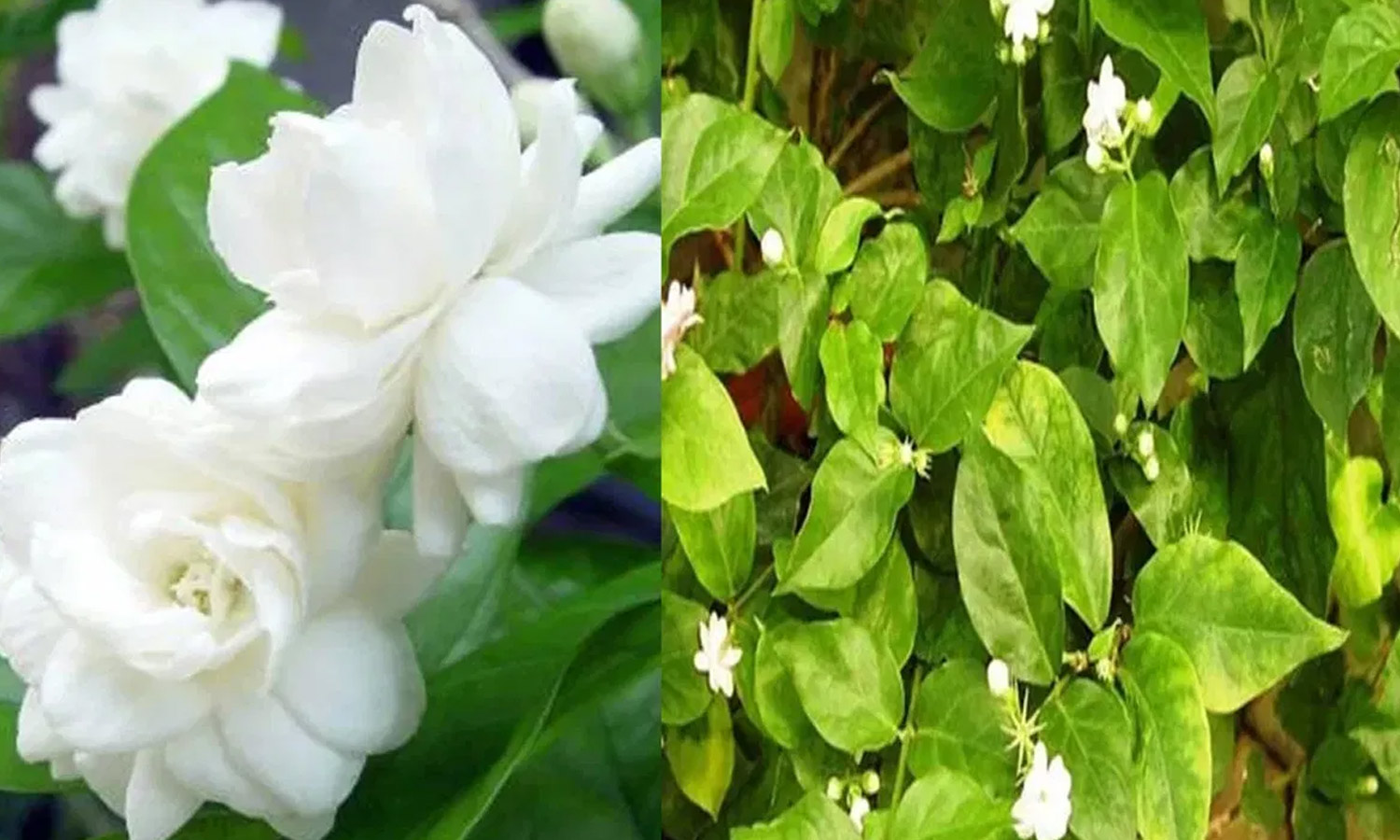 Gardening-Tips