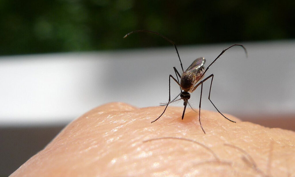 Mosquitoes-and-Alcohol