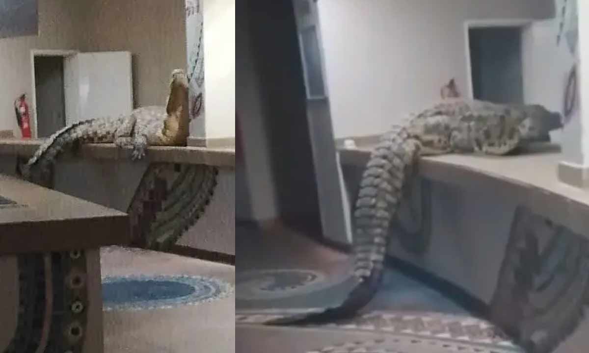 Viral-News
