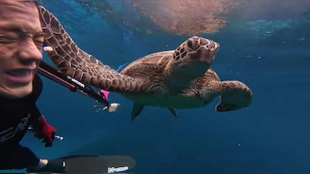 Turtle-Viral-Video